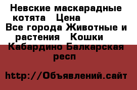 Невские маскарадные котята › Цена ­ 15 000 - Все города Животные и растения » Кошки   . Кабардино-Балкарская респ.